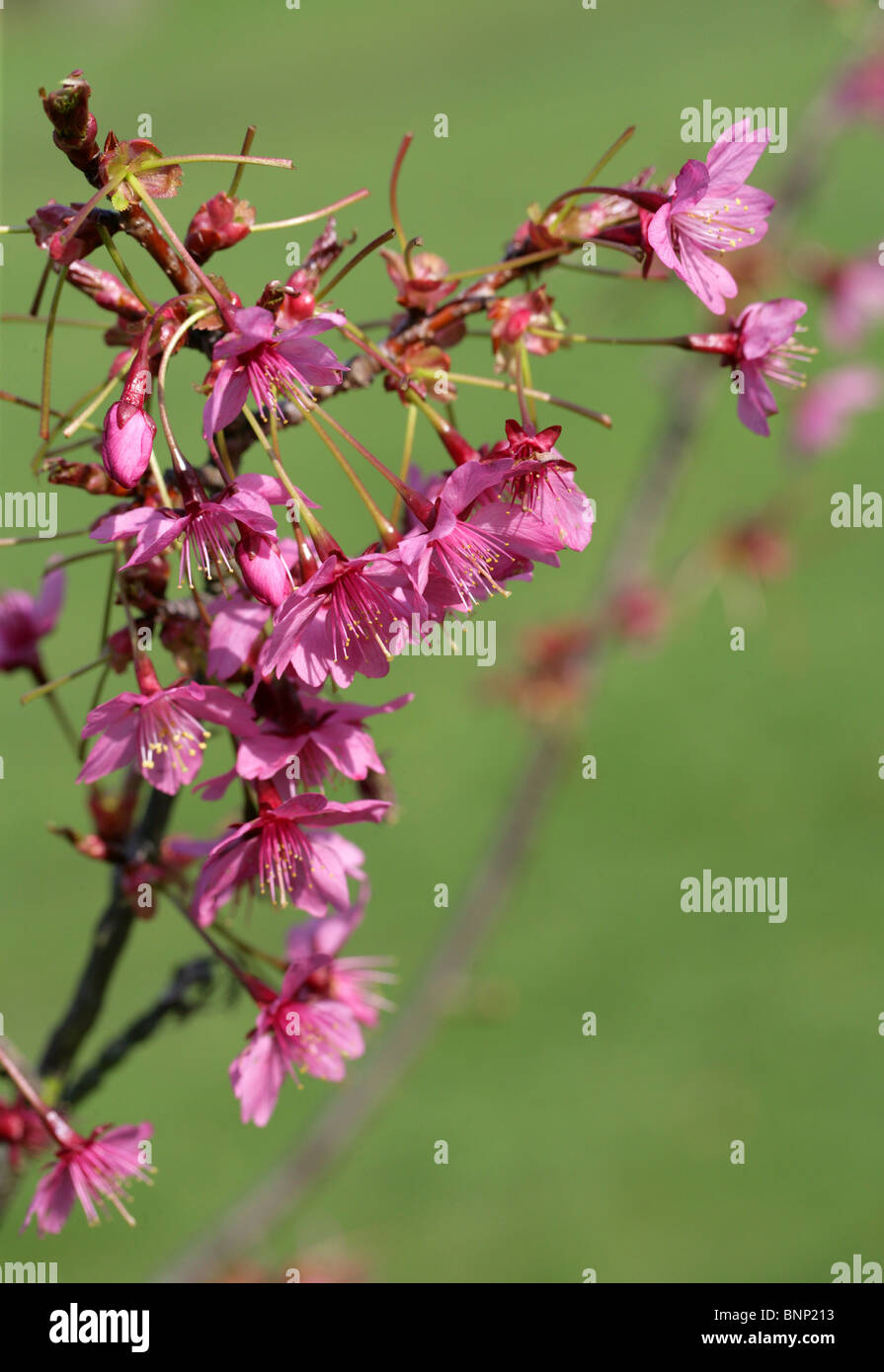 Fioritura di ciliegio, Prunus 'Collingwood Ingram', Rosacee Foto Stock
