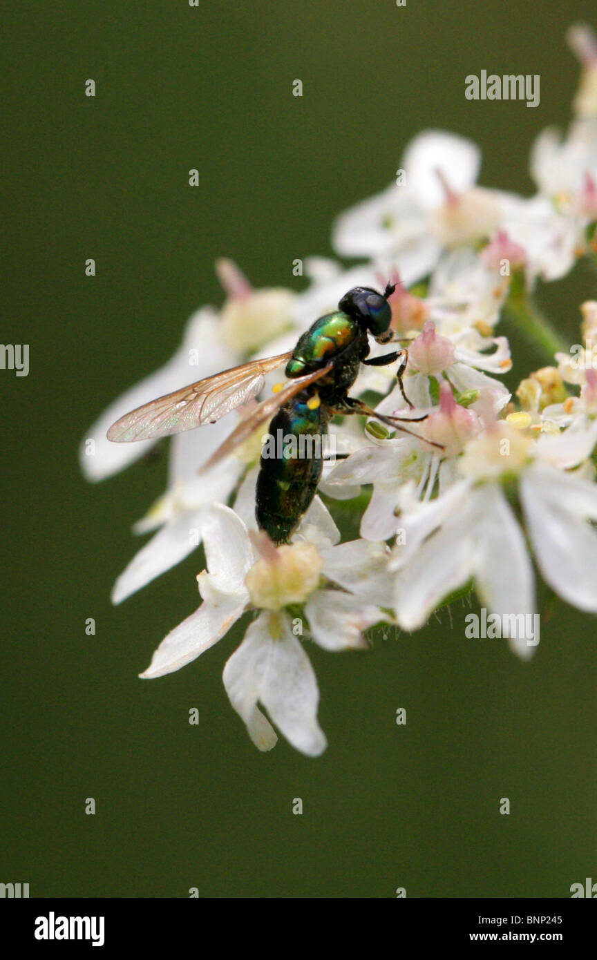 Soldato verde Fly, Chloromyia formosa, Stratiomyidae, Diptera. Aka ampia Centurion o ampia Centurion Soldier Fly. Femmina. Foto Stock