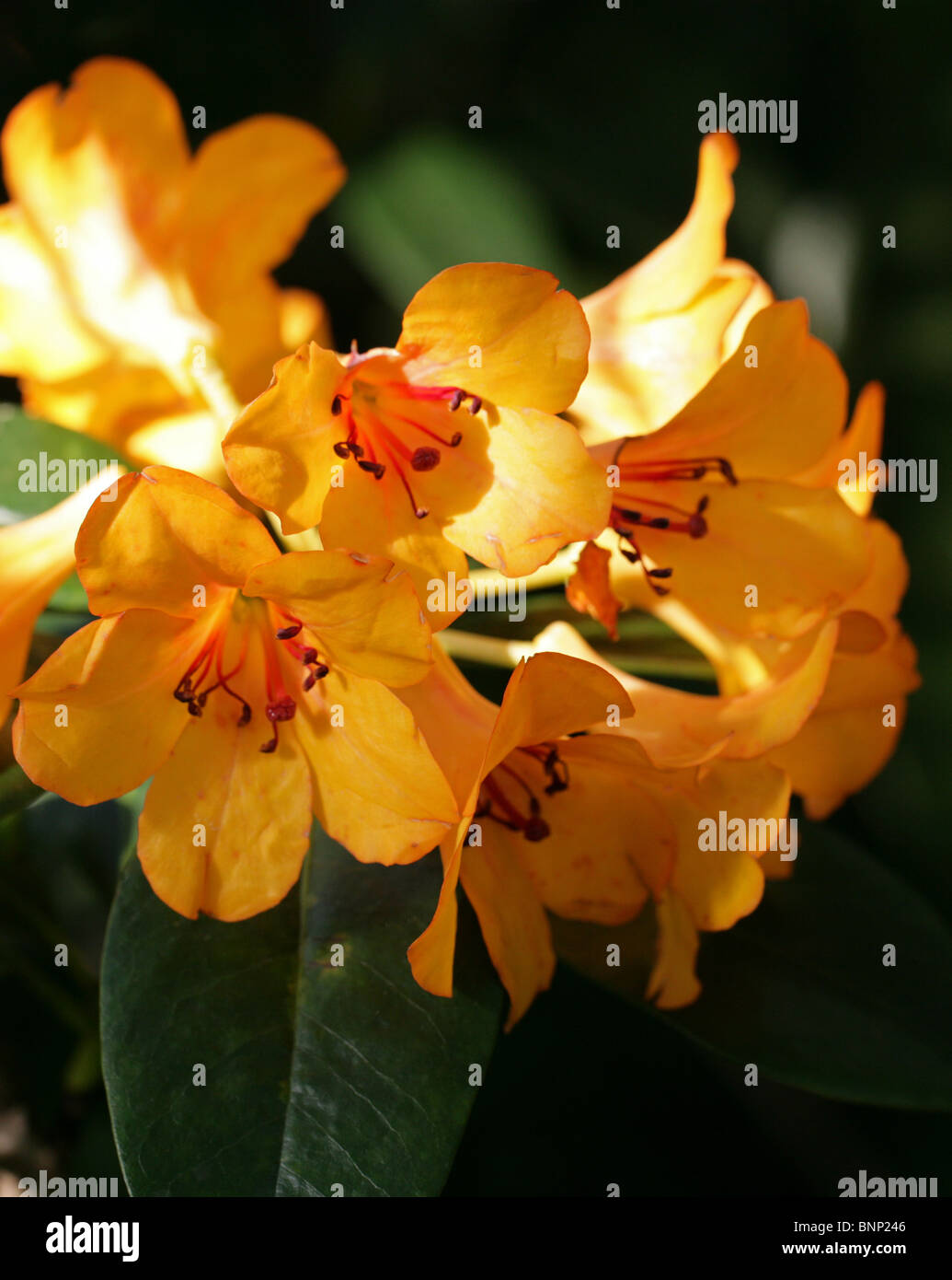 Rhododendron javanicum var. javanicum, Ericaceae, Java, Malesia, sud-est asiatico. Foto Stock