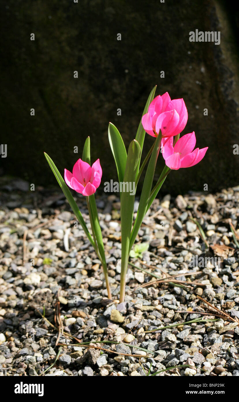 Tulipa humilis, liliacee. Una rosa tulipano da Iran e Turchia Foto Stock
