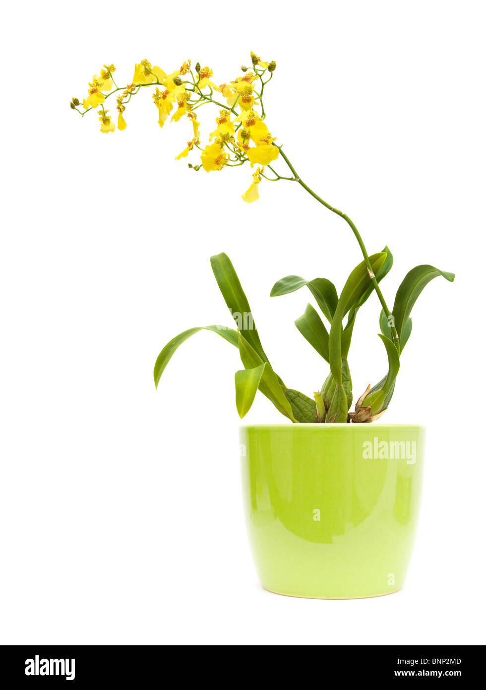 Di colore giallo brillante Oncidium orchid; tutta la fioritura delle piante in verde chiaro in ceramica pentola, isolato su sfondo bianco; Foto Stock