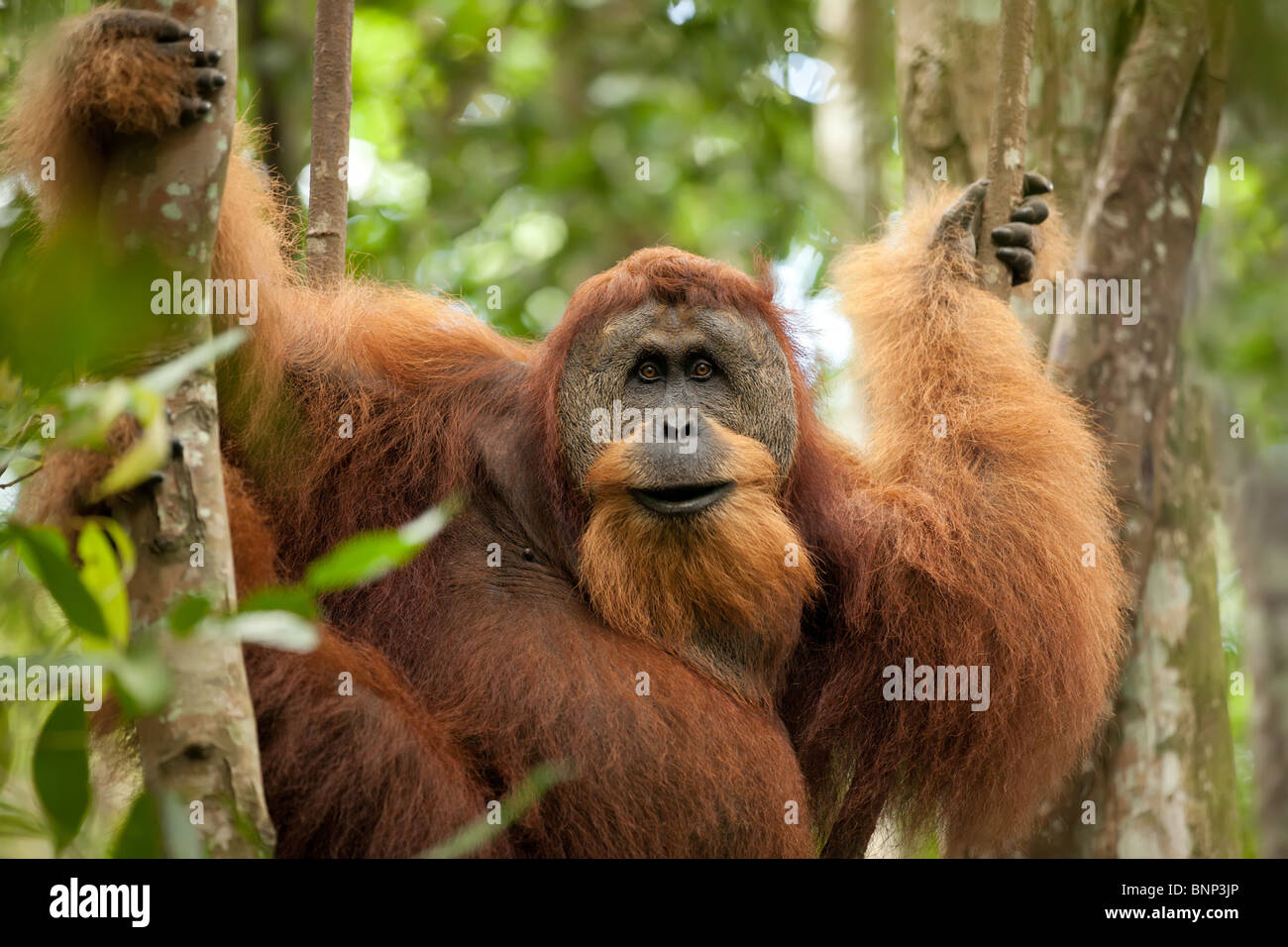 Sumatra orangutan selvatico appeso sulla liana e guardando la fotocamera Foto Stock