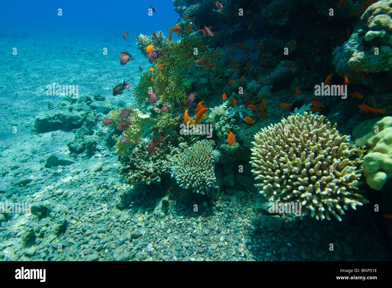 Un corallo rock e i suoi abitanti Foto Stock