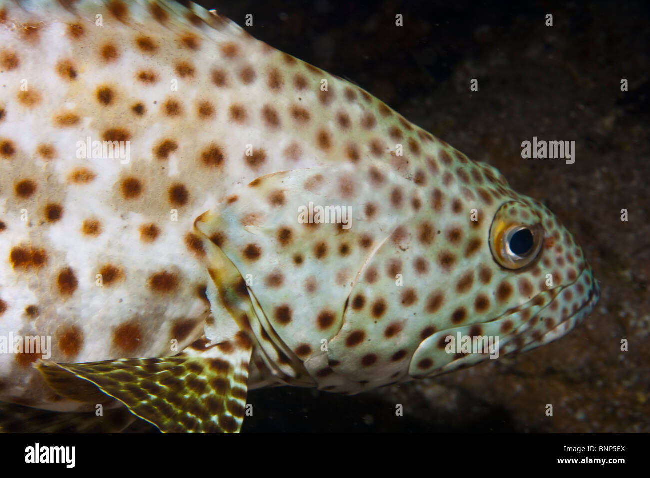 Epinephelus tauvina (grasso) del raggruppatore Foto Stock