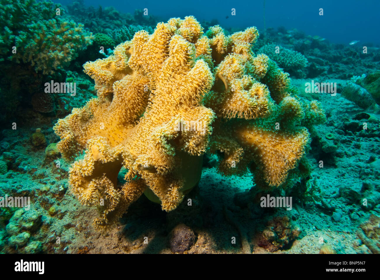 Sarcophyton Foto Stock