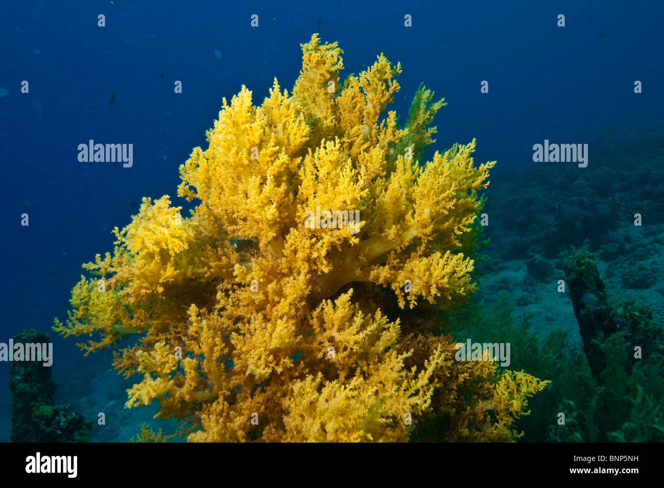 Litophyton arboreum Foto Stock