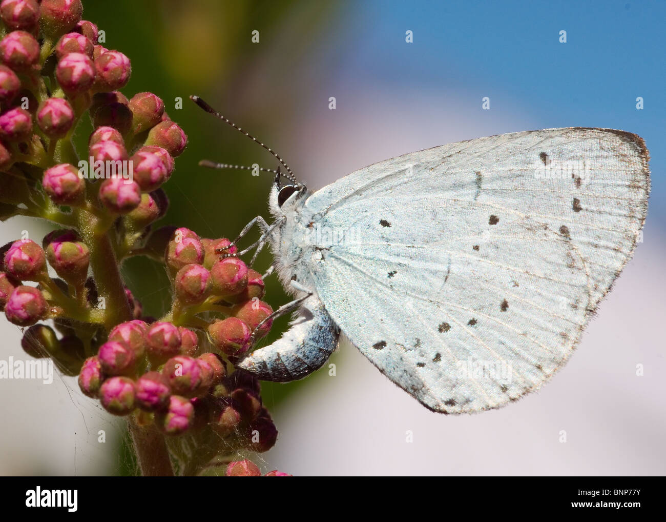 Holly Blue Butterfly nel nostro giardino in Bispham, Blackpool Foto Stock