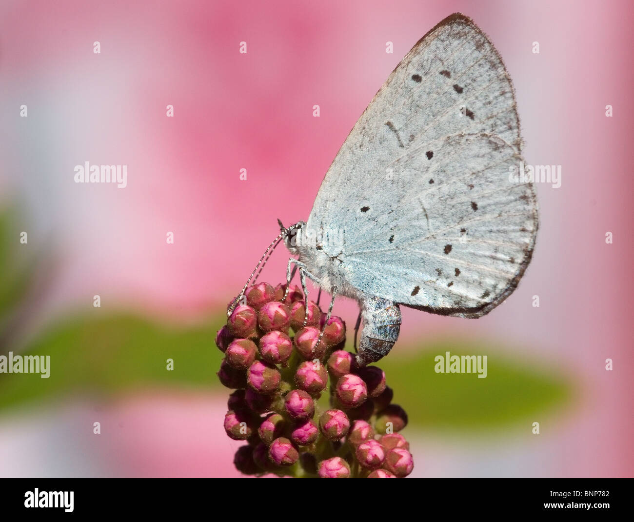 Holly Blue Butterfly nel nostro giardino in Bispham, Blackpool Foto Stock