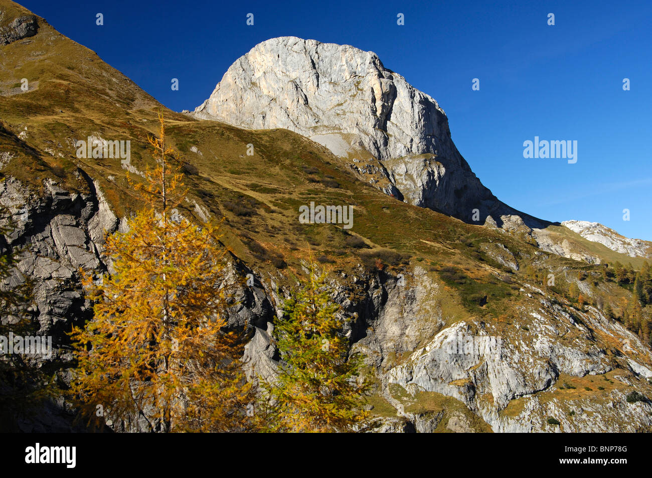 Il larice in autunno colori contro Mt. Spitzhorn nella valle Gelten, riserva naturale Gelten-Iffigen, Oberland bernese, Svizzera Foto Stock
