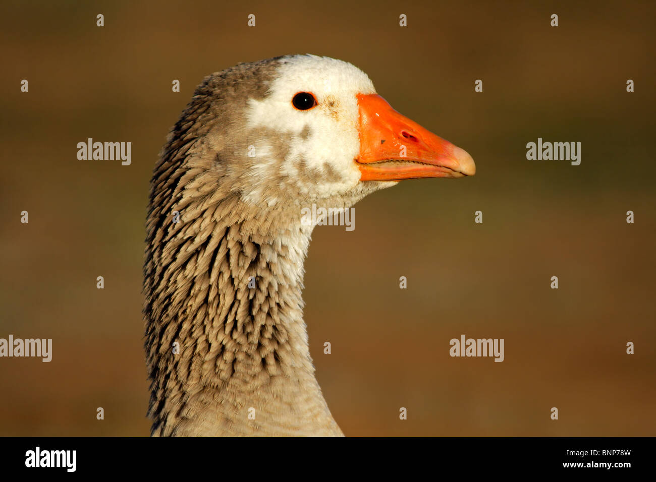 Ritratto di un oca addomesticati (Anser spp.) Foto Stock