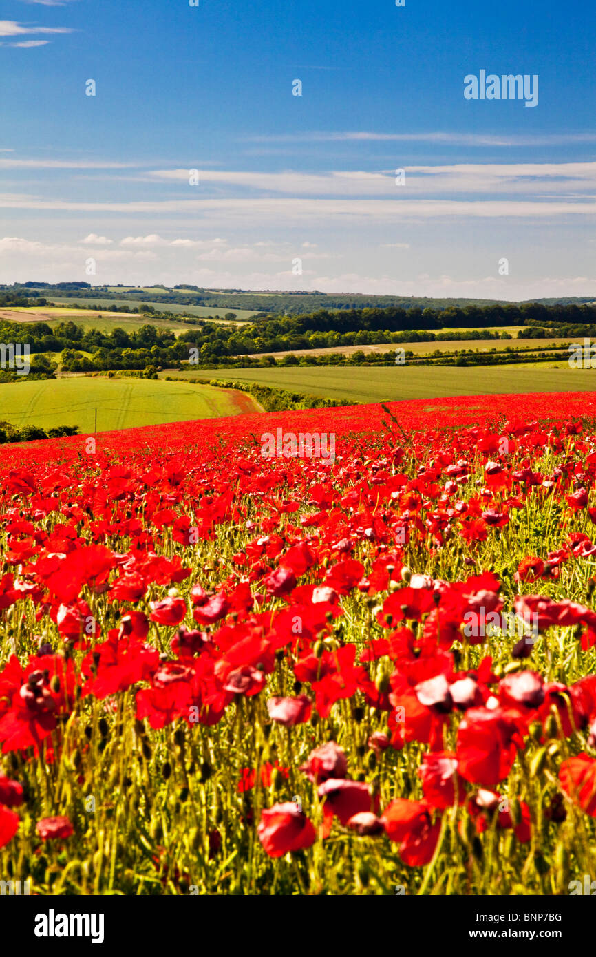 I campi di papavero in sole sui bassi di Marlborough, Wiltshire, Inghilterra, Regno Unito Foto Stock