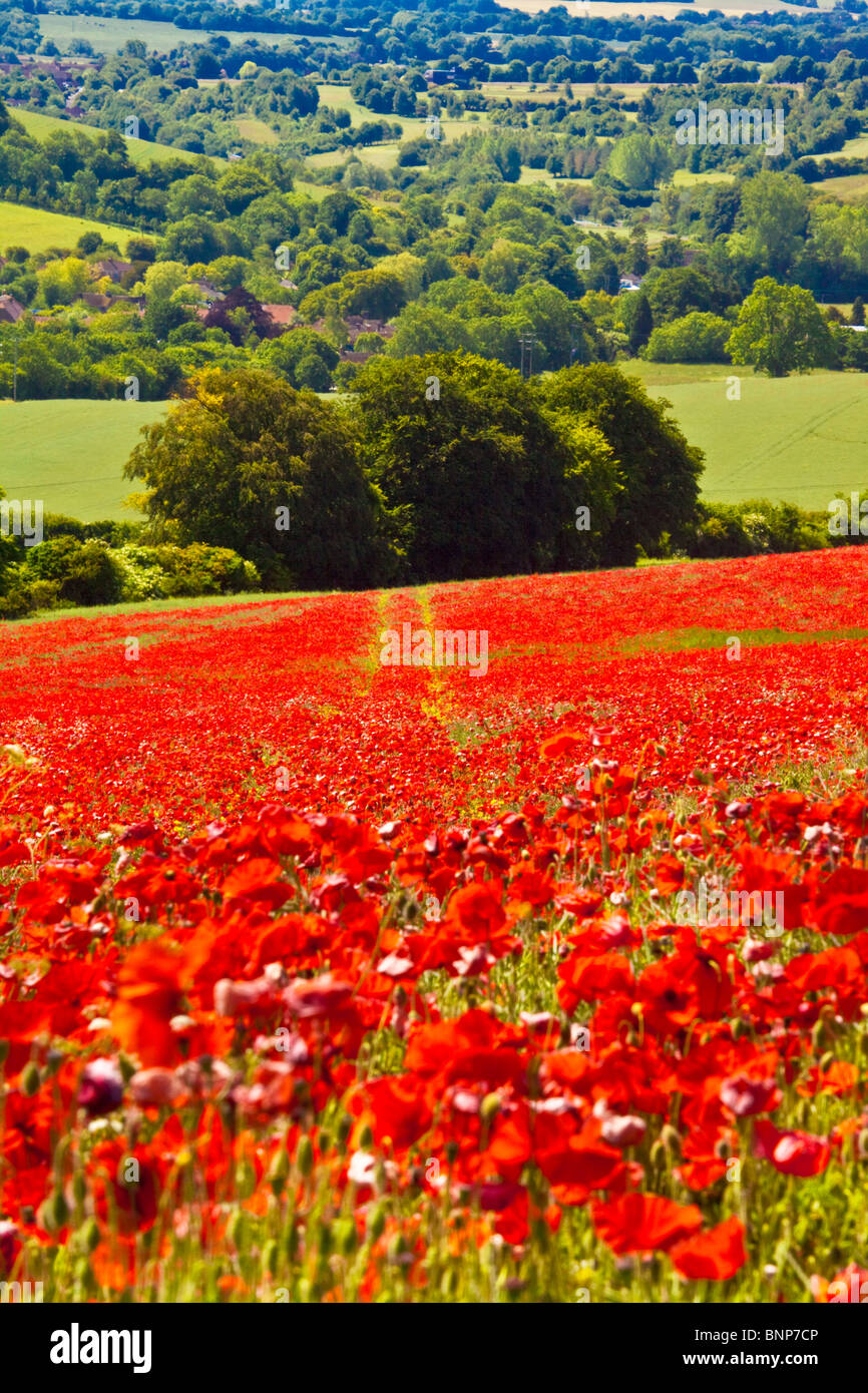 I campi di papavero in sole sui bassi di Marlborough, Wiltshire, Inghilterra, Regno Unito Foto Stock