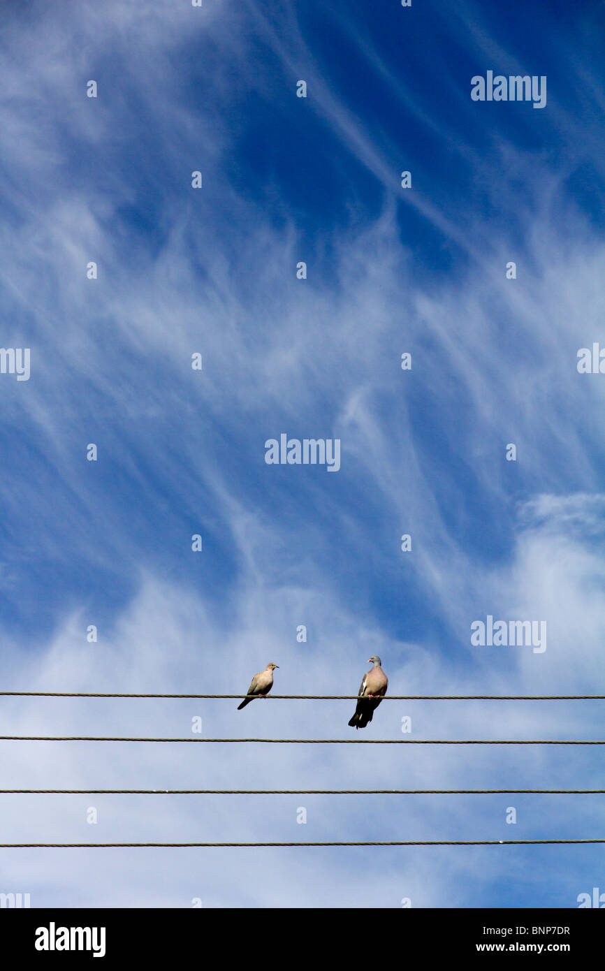Gli uccelli sul filo del telegrafo 4 Foto Stock