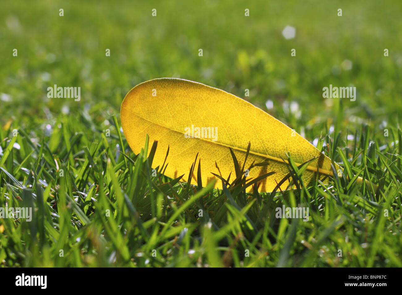 Giallo autunno cadono sulla foglia giardino verde prato vividi colori stagionali Foto Stock