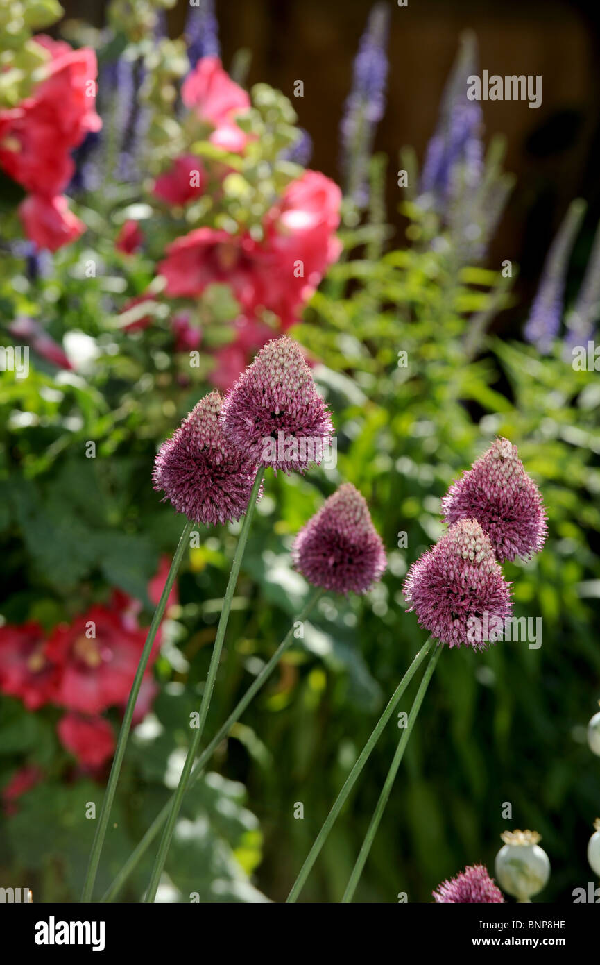 Piante da giardino tra cui viola Allium in giardino britannici in estate REGNO UNITO Foto Stock