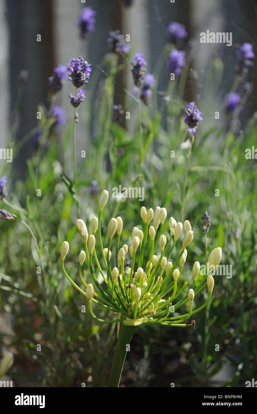 Piante da giardino compreso il bianco Agapanthus e lavanda in British giardino in estate REGNO UNITO Foto Stock