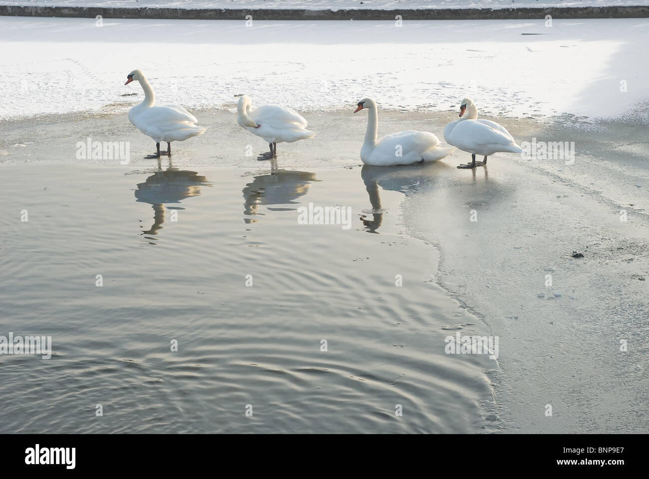 Cigni in una fila su un laghetto di inverno Foto Stock
