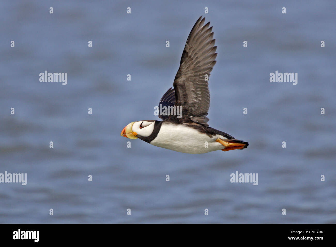 Cornuto Puffin in volo Foto Stock