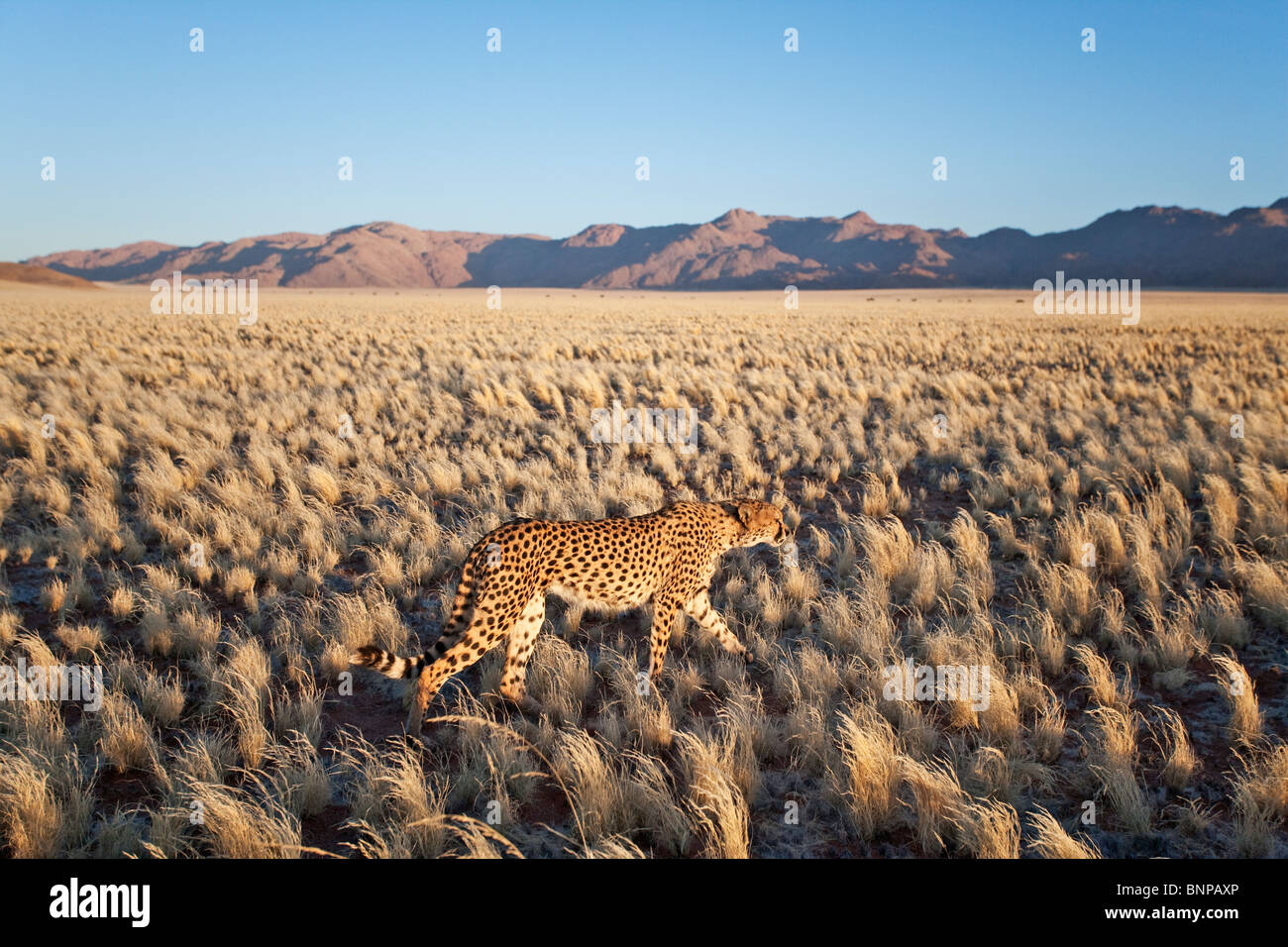 Ghepardo (Acinonyx jubatus) con il paesaggio del deserto nel retro di massa. La Namibia. Foto Stock