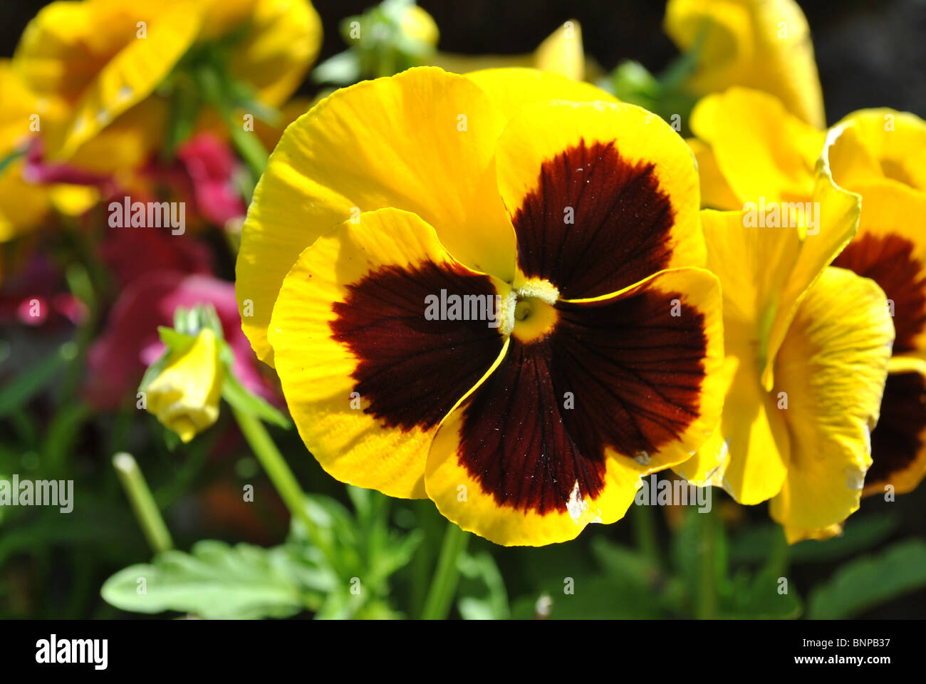 In prossimità di alcuni coloratissimi fiori pansy Foto Stock