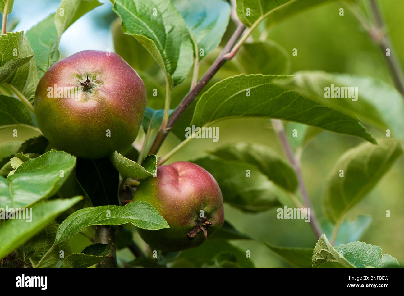 Addestrati a spalliera apple, Malus domestica "Coeur de boeuf' nella frutta in luglio Foto Stock
