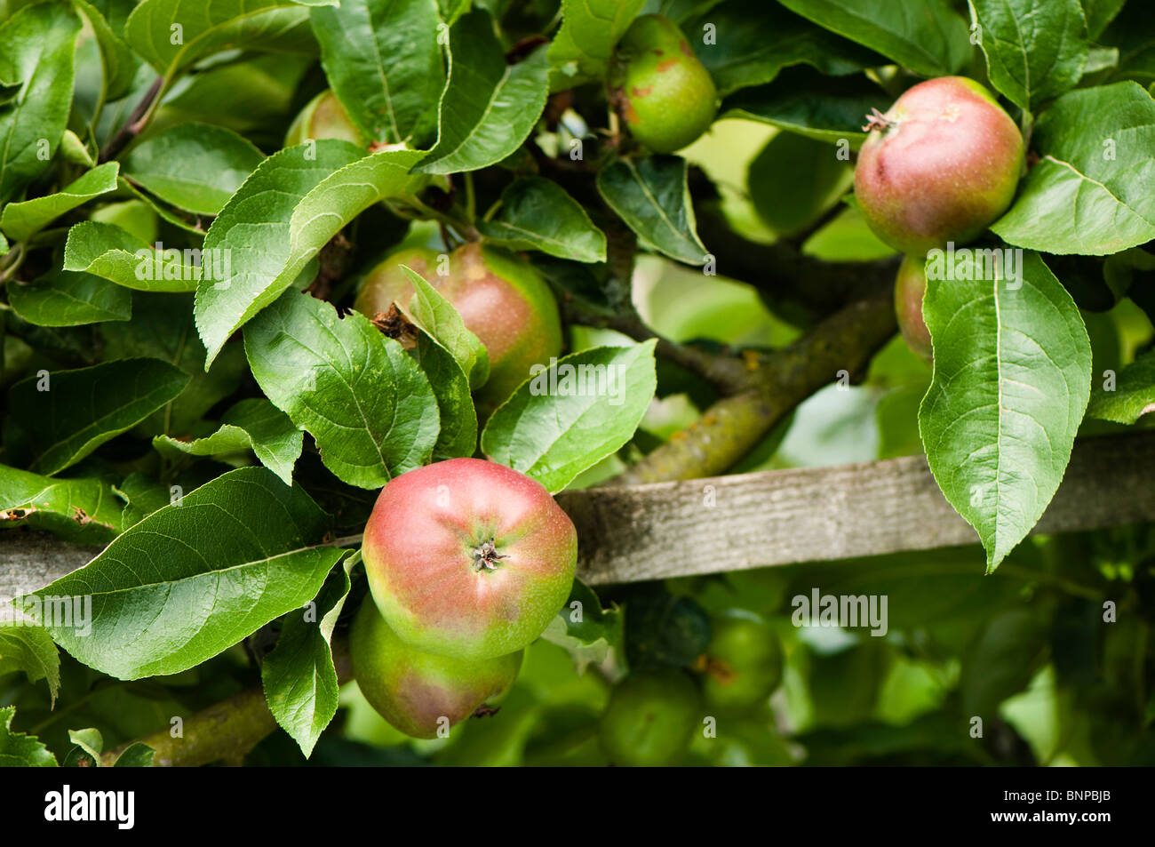 Addestrati a spalliera apple, Malus domestica "Coeur de boeuf' nella frutta in luglio Foto Stock
