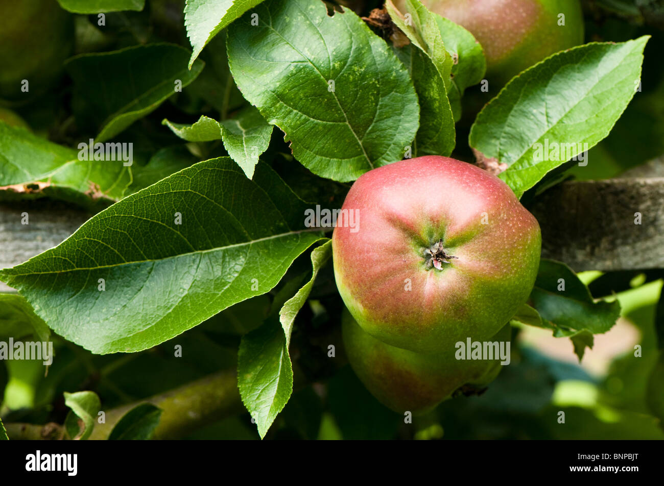 Addestrati a spalliera apple, Malus domestica "Coeur de boeuf' nella frutta in luglio Foto Stock