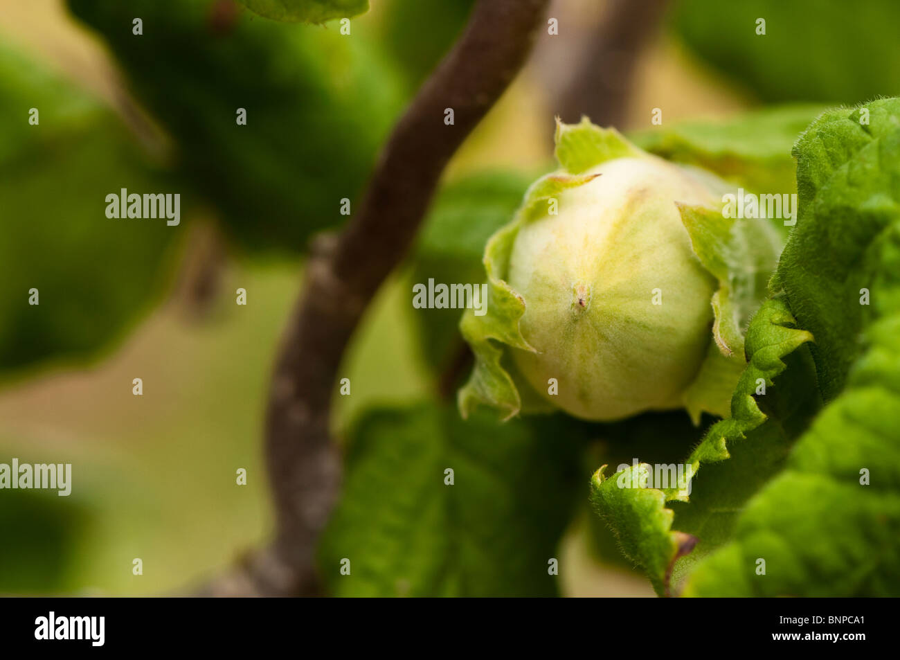 Il dado che cresce su un cavatappi o contorte Hazel, Corylus avellana "Contorta' (Harry Lauder's walkingstick) Foto Stock