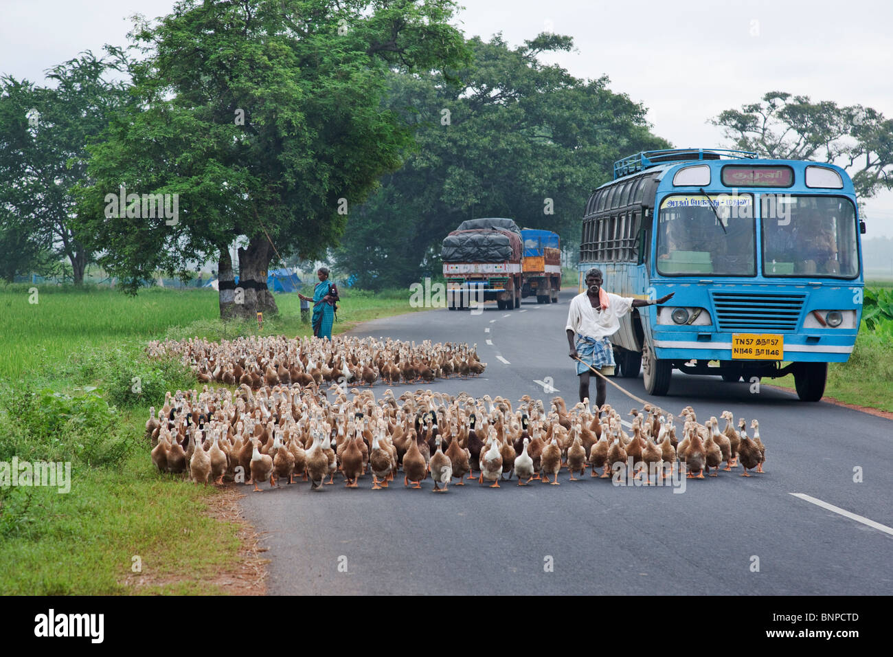 Allevamento di anatra è una visione comune in India Foto Stock