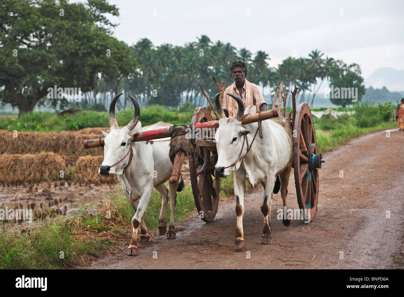 Zebù,( Bos primigenius indicus) o (bos indicus), sono un tipo di bovini domestici che sono altamente adatta a temperature elevate e Foto Stock
