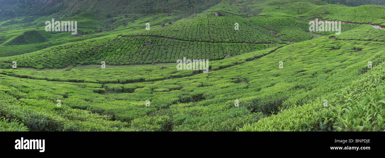 Munnar ha le estese piantagioni di tè dove la maggior parte del tè è ancora raccolte a mano Foto Stock
