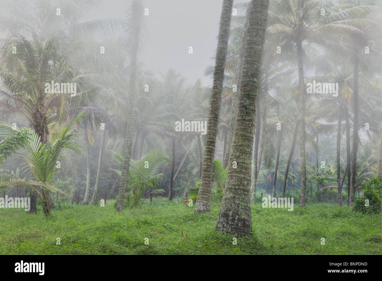 Alti alberi di noce di cocco è avvolta nella nebbia. Kochi, Kerala, India. Composito Digitale Foto Stock