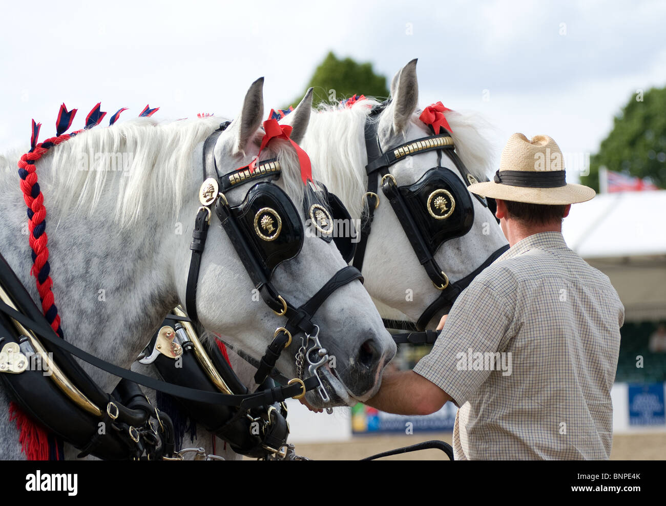 Percharon cavalli da lavoro presso la Royal Festival del cavallo,10 Luglio 2010 Foto Stock