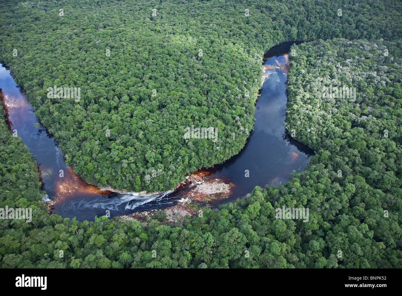 Fiumi nella foresta di pioggia sono colorate in giallo al nero dal decadimento di materia vegetale.America del Sud Foto Stock