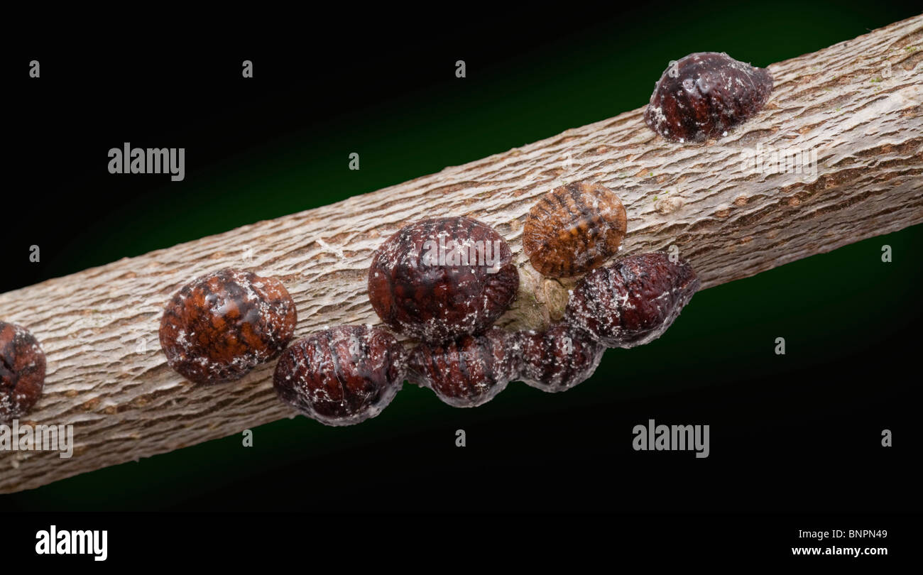 Frutta europea lecanium insetto scala Parthenolecanium corni, sul gambo legnosa Foto Stock