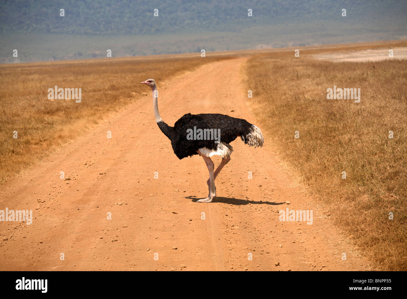 (Struzzo Struthio camelus) attraversando la strada, Tanzania Foto Stock