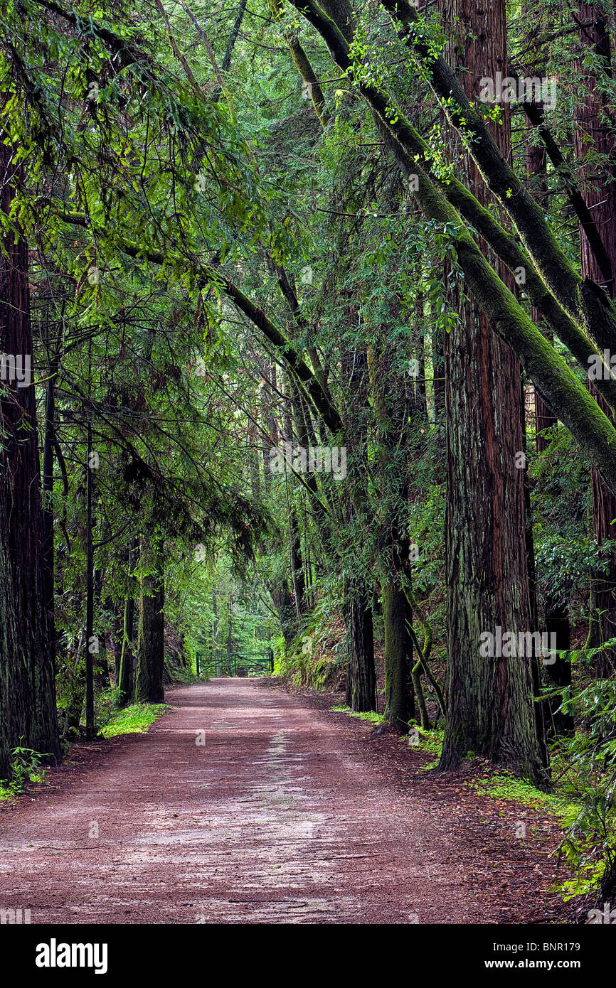 Una sporcizia lane conduce attraverso la giant redwoods a marchi Nisene State Park, Santa Cruz County, California, Stati Uniti d'America. Foto Stock