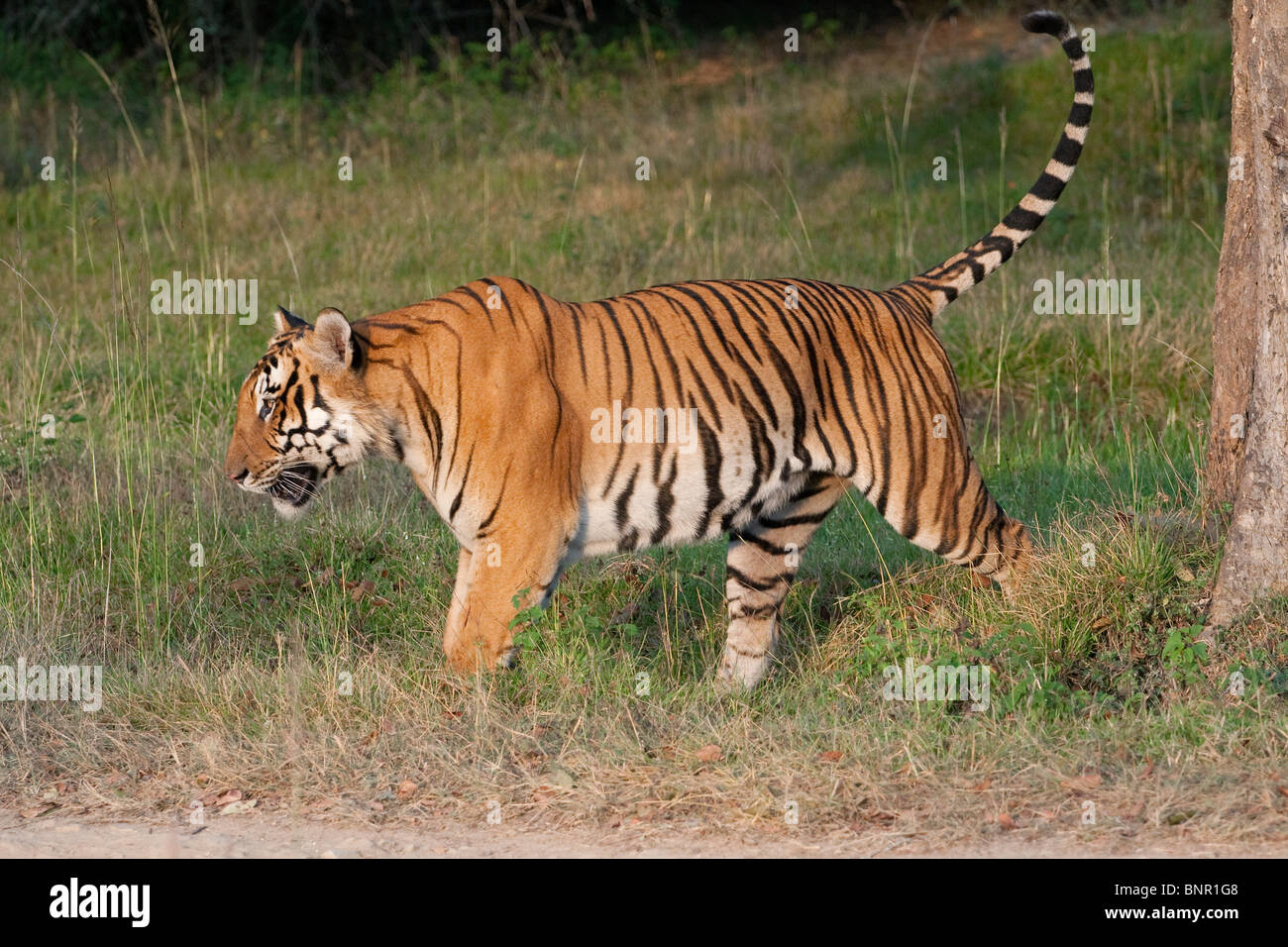 Un maschio di tigre del Bengala (Panthera tigris) profumo segnando un albero. Foto Stock