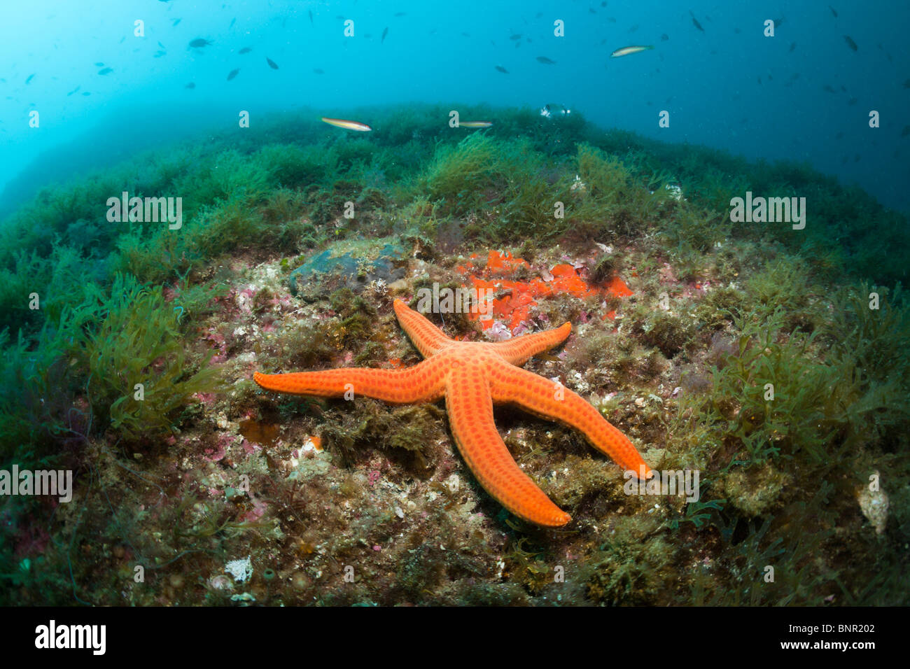 Red Starfish in Coral Reef, Echinaster sepositus, Cap de Creus, Costa Brava, Spagna Foto Stock