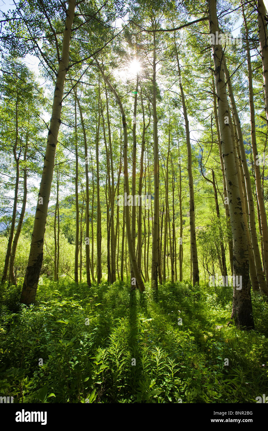 Aspen retroilluminato alberi e foresta groundcover, Maroon Bells Snowmass area selvaggia, White River National Forest, Colorado, STATI UNITI D'AMERICA Foto Stock
