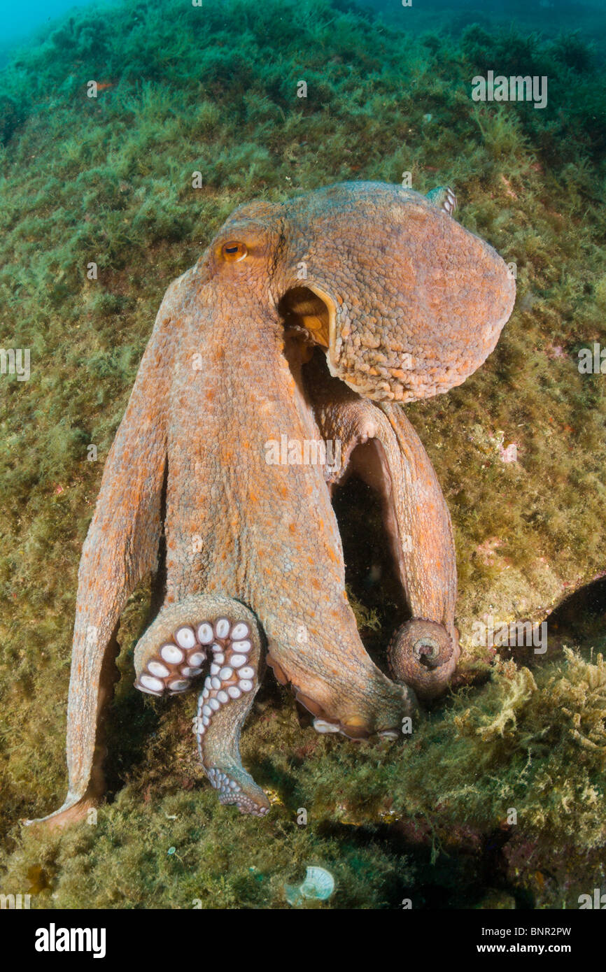 Polpo sulla barriera corallina, Octopus vulgaris, Cap de Creus, Costa Brava, Spagna Foto Stock