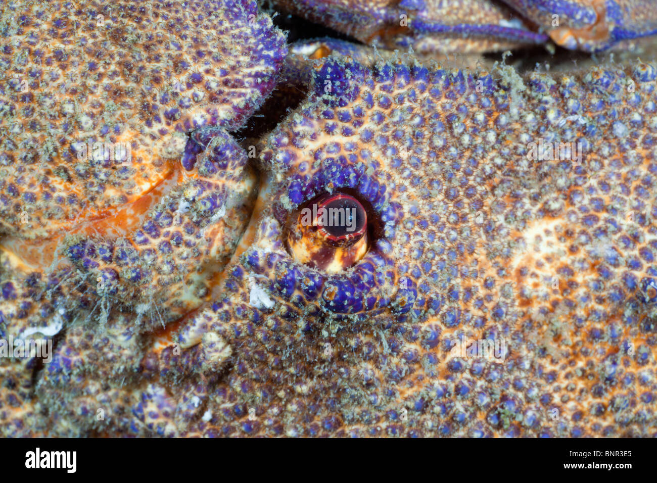 Occhio di maggiore Locust aragosta, Scyllarides latus, Cap de Creus, Costa Brava, Spagna Foto Stock