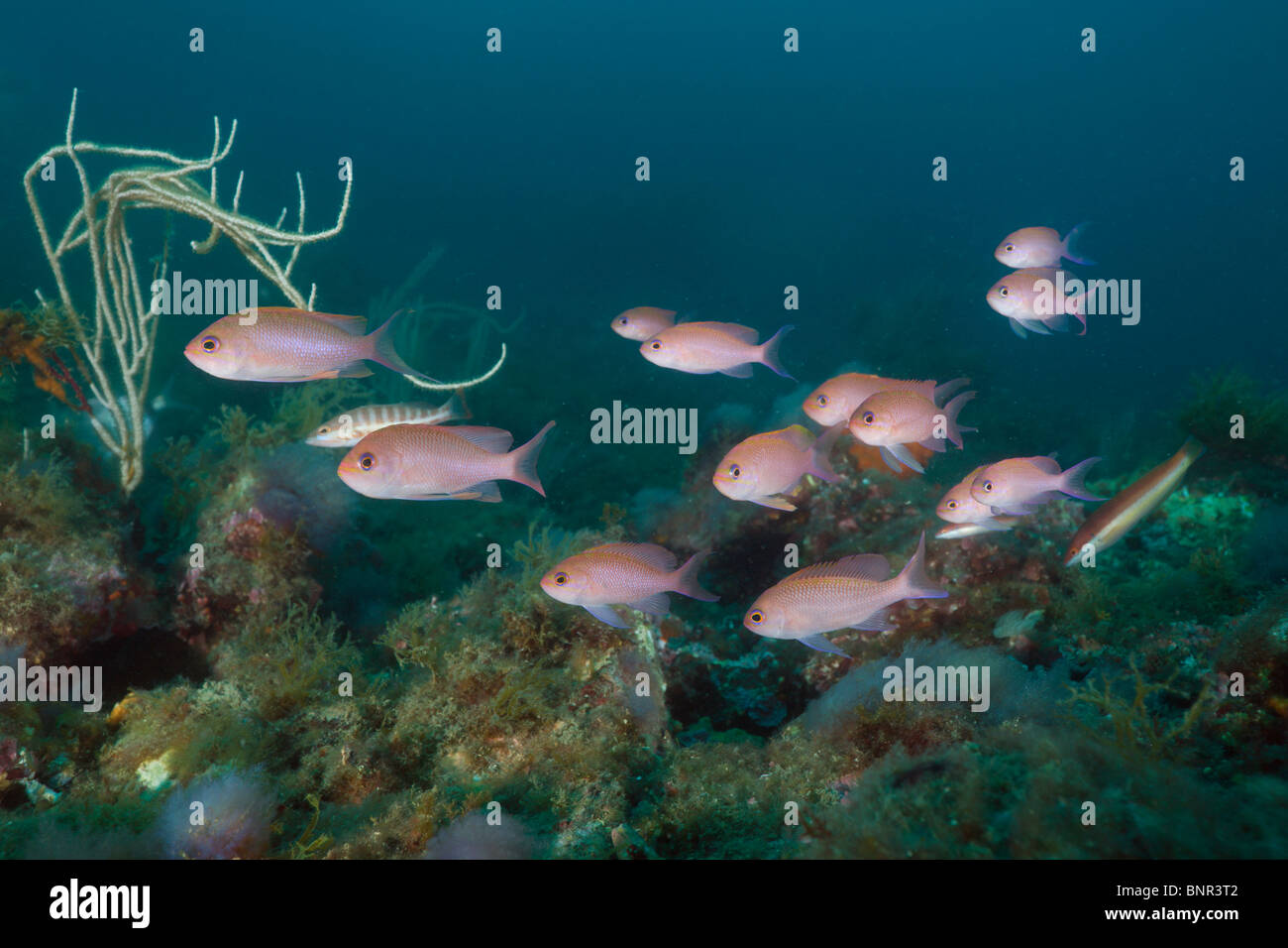 Secca del Mediterraneo Fairy Basslet, Anthias anthias, Cap de Creus, Costa Brava, Spagna Foto Stock