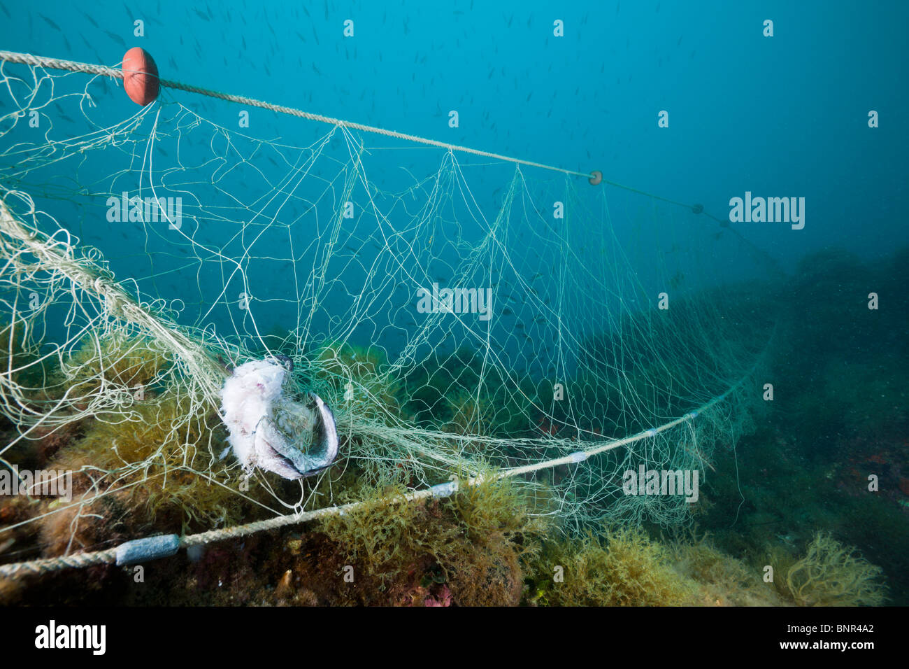 Perso rete da pesca sulla barriera corallina, Cap de Creus, Costa Brava, Spagna Foto Stock