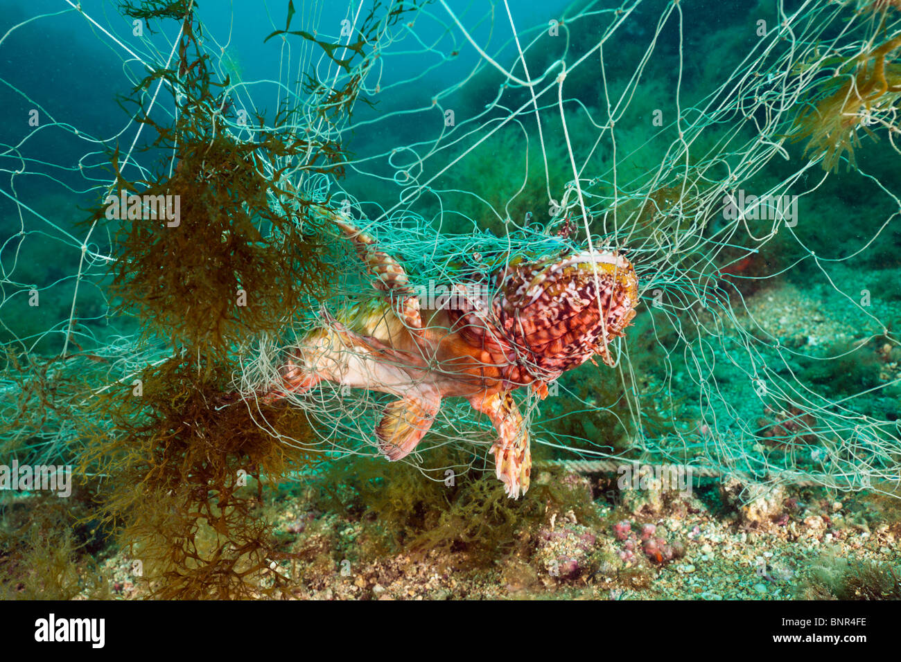 Il pesce intrappolato in perdita di rete da pesca, Scorpaena scrofa, Cap de Creus, Costa Brava, Spagna Foto Stock