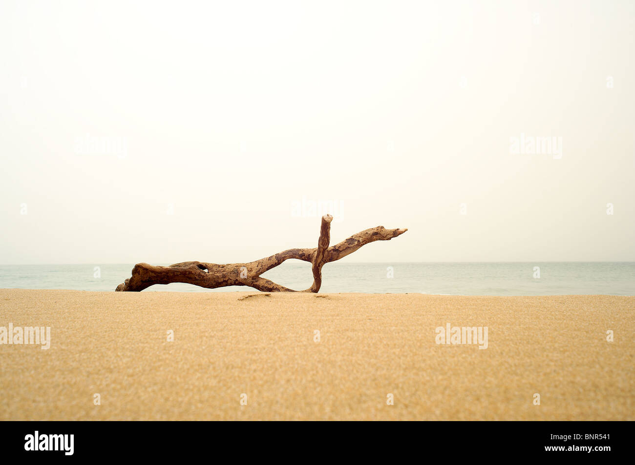 Driftwood sulla spiaggia sabbiosa con mare calmo Foto Stock