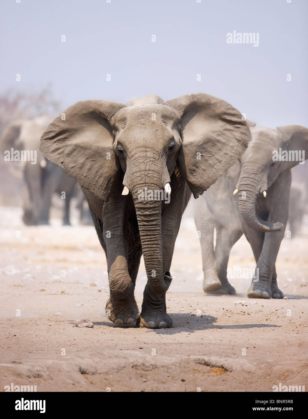 Elephant avvicinando sulla sabbia polverosa con allevamento seguenti in background (Etosha deserto) Foto Stock