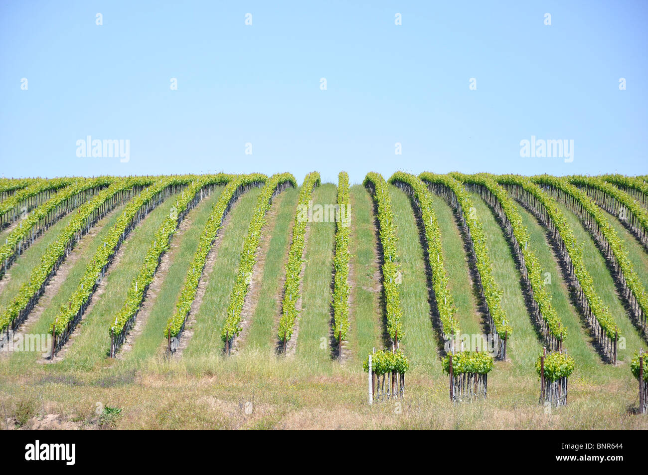 La regione del vino della California, Napa Valley, CA, Stati Uniti d'America Foto Stock