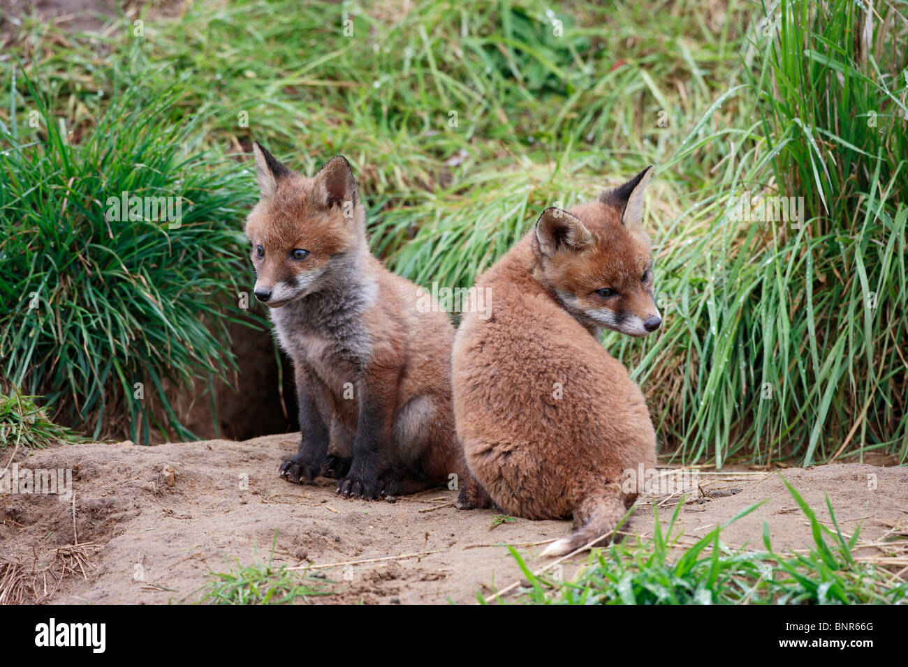 Red Fox (Vulpes vulpes vulpes) cubs seduto ad ingresso a terra Foto Stock