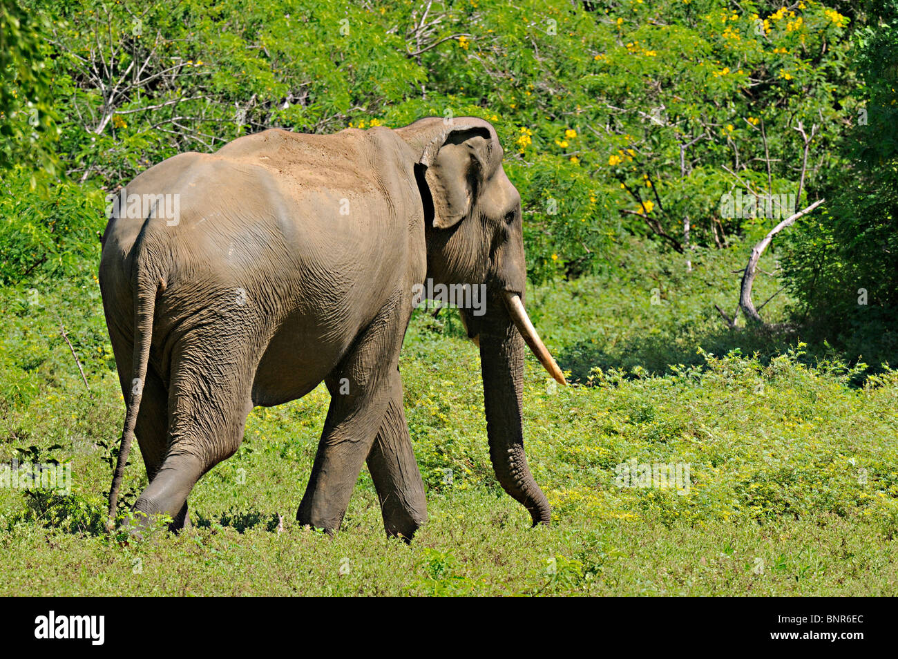 Il governo dello Sri Lanka Elephant tusker (Elephas maximus maximus) in Yala National Park, Sri Lanka Foto Stock